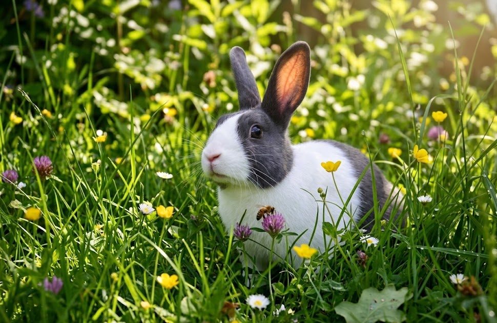 Mini rex
